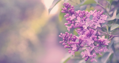 ✿✿✿