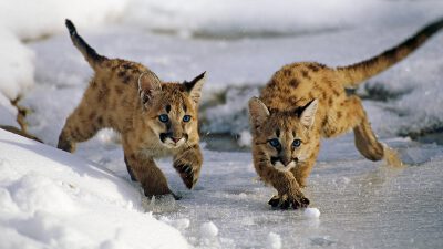 MLCubs_ZH-CN10166297846_1920x1080