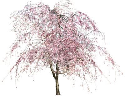 花树