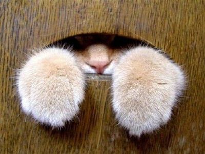 大闸猫