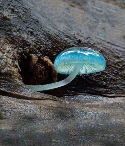 Mycena interrupta炫蓝蘑菇（精灵的梧桐）
产于澳大利亚坦斯马尼亚岛
摄影：Steve Axford