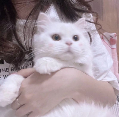 猫咪的头像~
礼貌拿图，拿图d一下，谢谢
