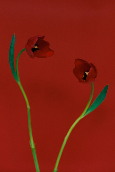 Paula Codoñer ​​​