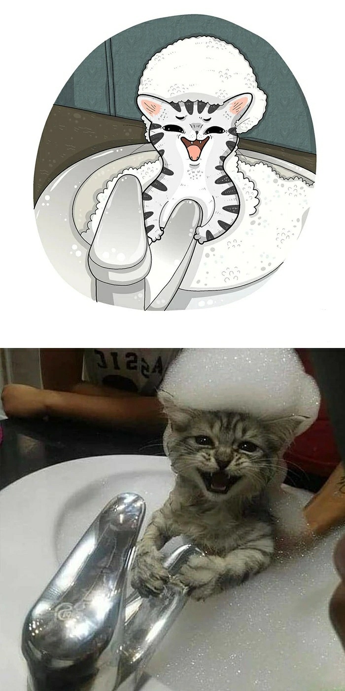 猫咪