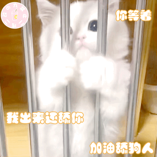 猫咪 猫猫表情包 可爱表情包 专属浮力群q684665743