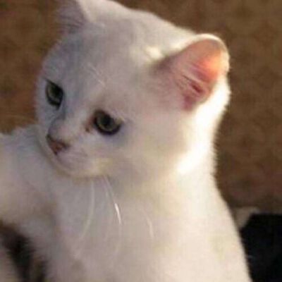 情头 另一半找不到看专辑 ᵍᵒᵒᵈ ᵑᑊ̇ᵍᑋᐪ