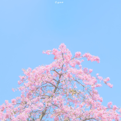 春日来信
©Cyao