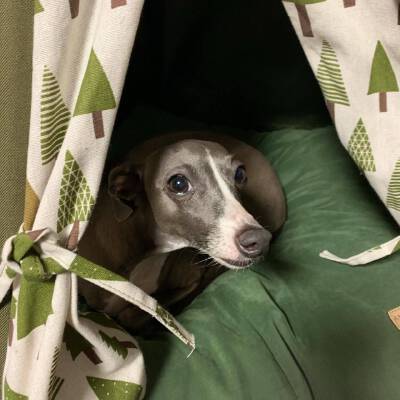 阿如儿子奥拓，小灵犬，意大利灵缇犬