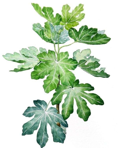 植物