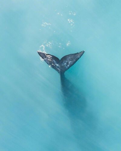 海