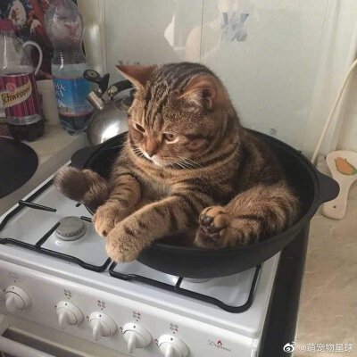 猫咪