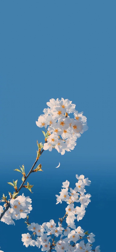 花卉