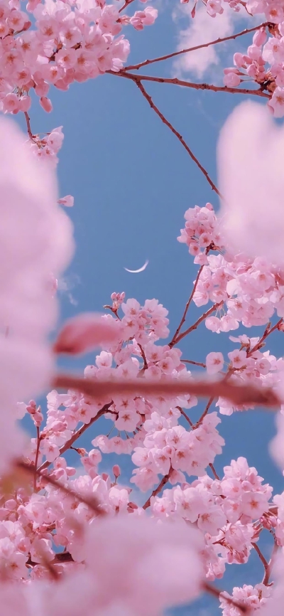 花卉