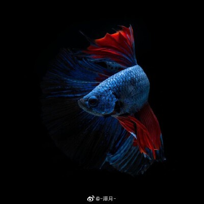 鱼 搬运微博博主：潭月
