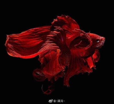 鱼 搬运微博博主：潭月