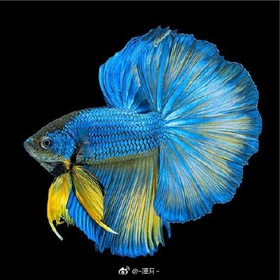 鱼 搬运微博博主：潭月