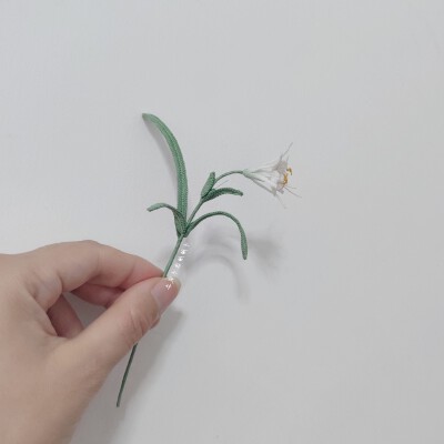 微钩秘鲁水仙书签