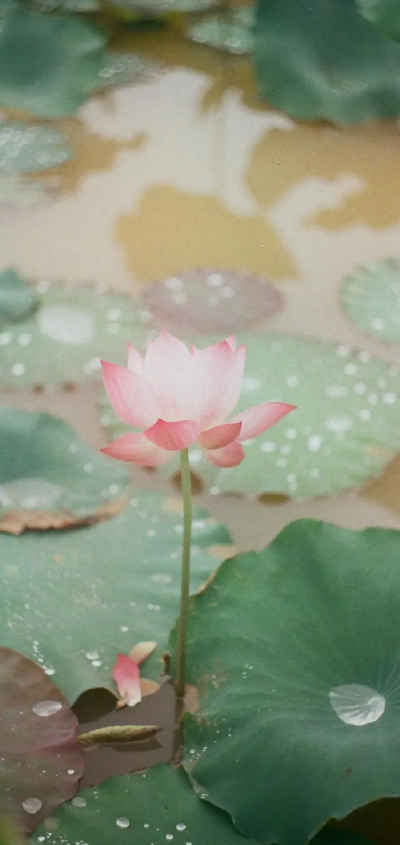 植物
