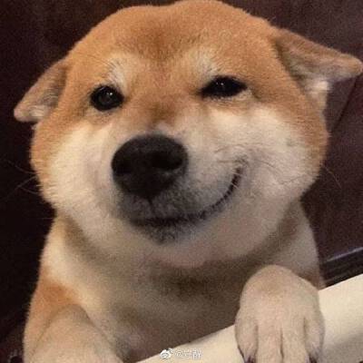 老爸说这只小狗笑的很欠很像我