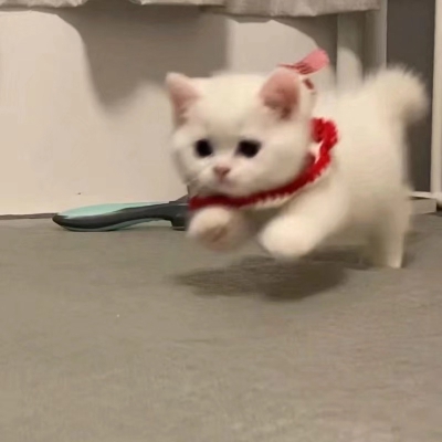 可爱猫猫头像