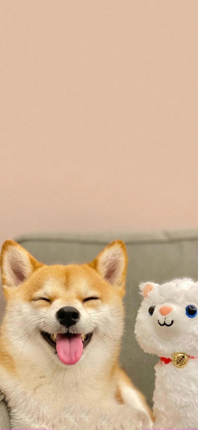 柴犬可爱聊天背景图