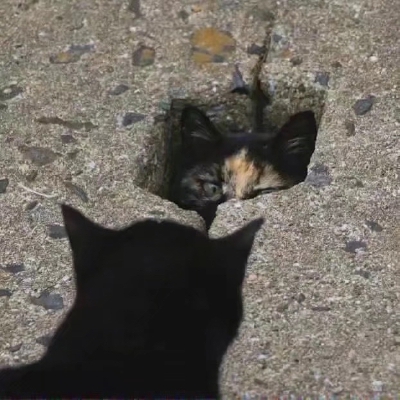 猫猫头像