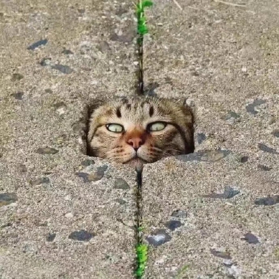 猫猫头像