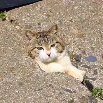猫猫头像