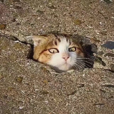 猫猫头像