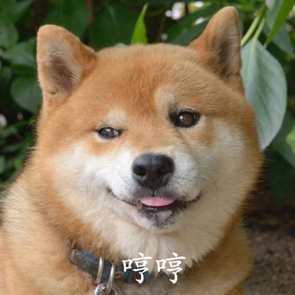哼哼