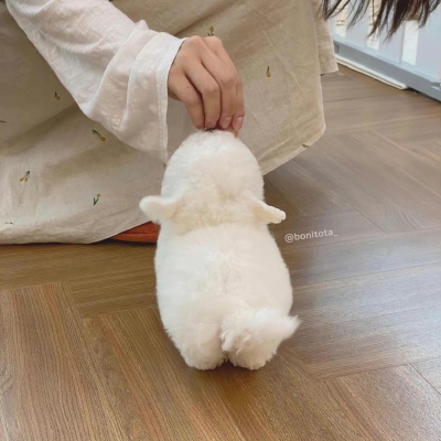 背 影 杀 手 