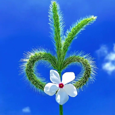植物