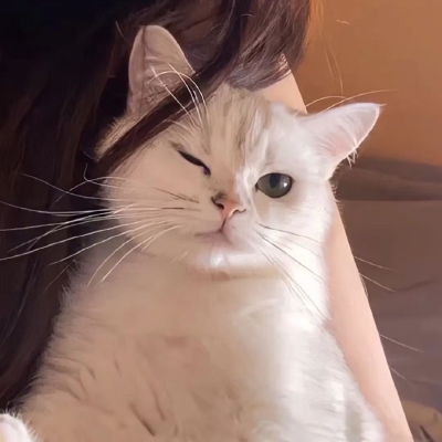猫猫情侣头像