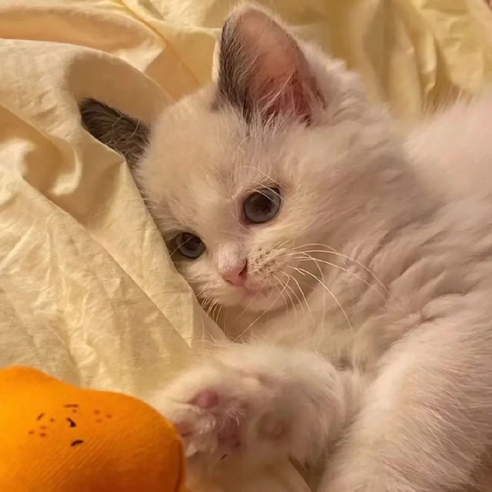 猫猫情侣头像