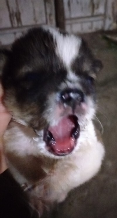 白白