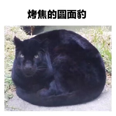咱就是说一整个心动了