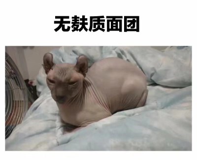 咱就是说一整个心动了。
现在好想吃面包
