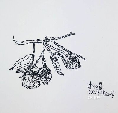 写生 静物 龙虾 荔枝 葡萄 筐 蜡烛 樱桃 柿子 苹果