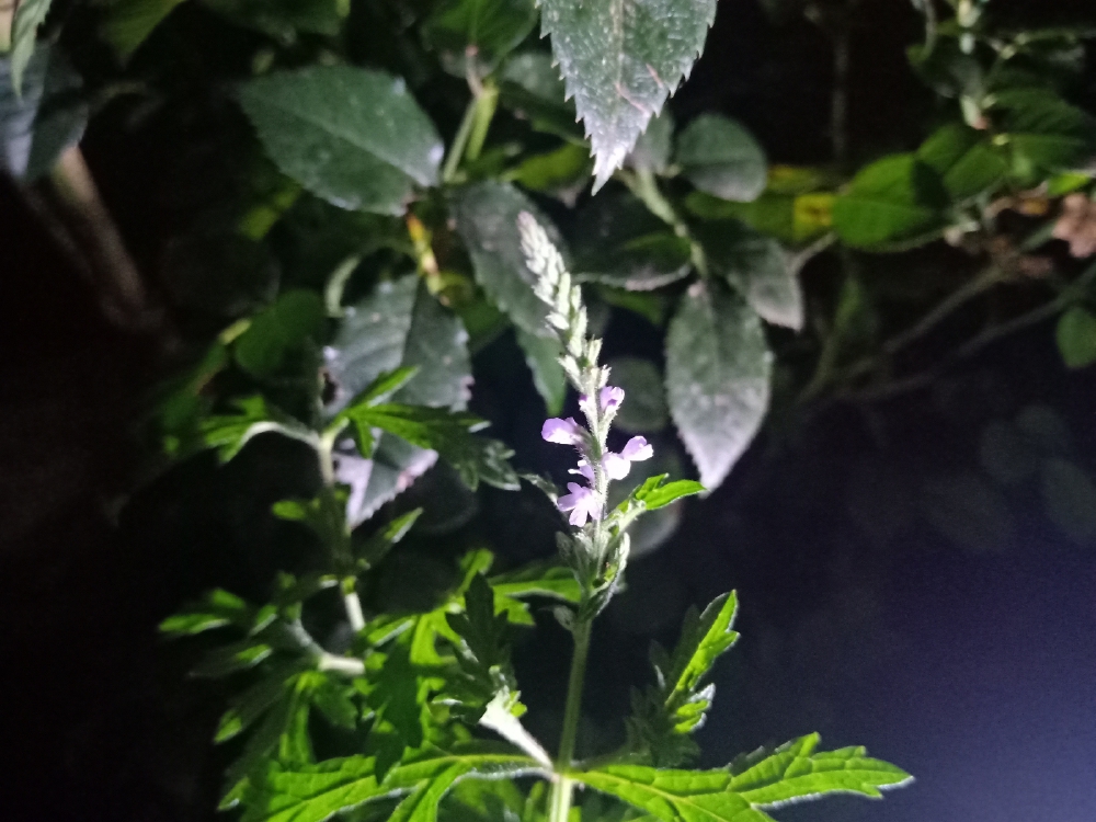 马鞭草
