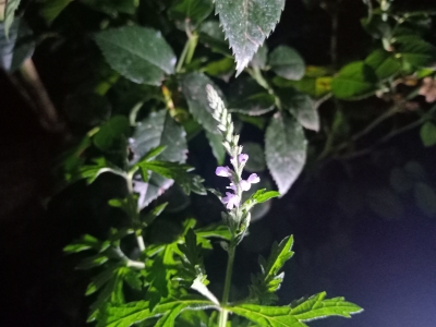 马鞭草