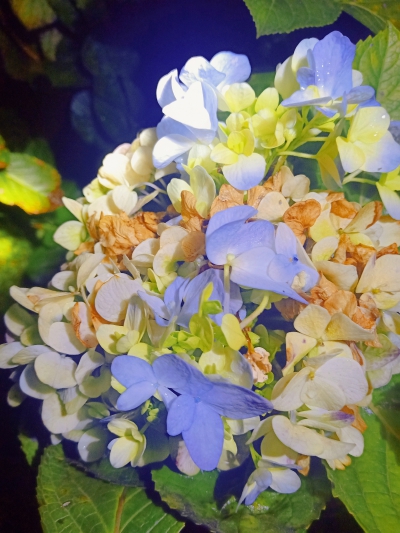 绣球花