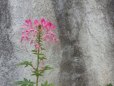 醉蝶花