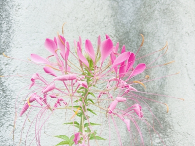 醉蝶花
