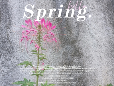 醉蝶花