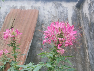 醉蝶花