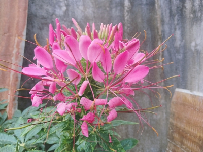 醉蝶花