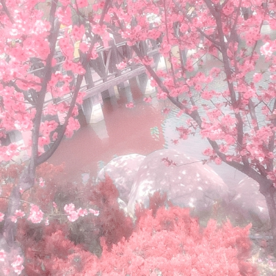  ⋆♡⋅椿 与 樱⋅☽