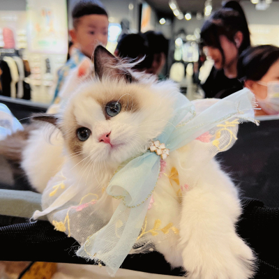 猫咪