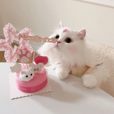 猫咪