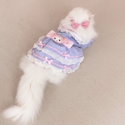 猫咪